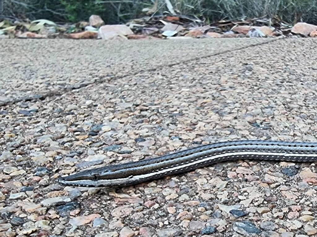 Burton's Legless Lizard (Lialis burtonis), Alice Springs Desert Park NT
