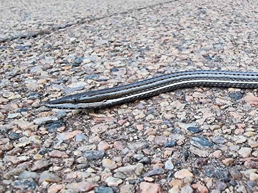 Burton's Legless Lizard (Lialis burtonis), Alice Springs Desert Park NT