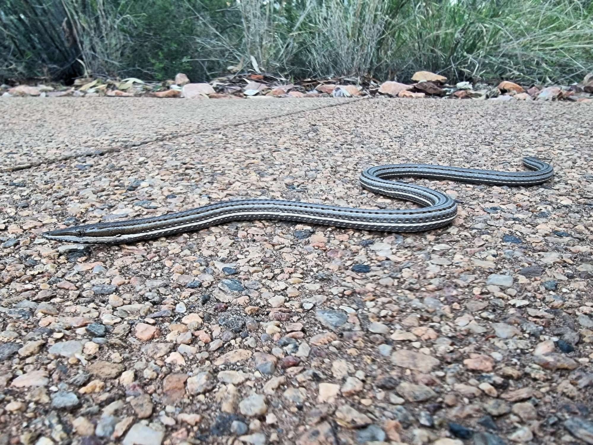 Burton's Legless Lizard (Lialis burtonis), Alice Springs Desert Park NT