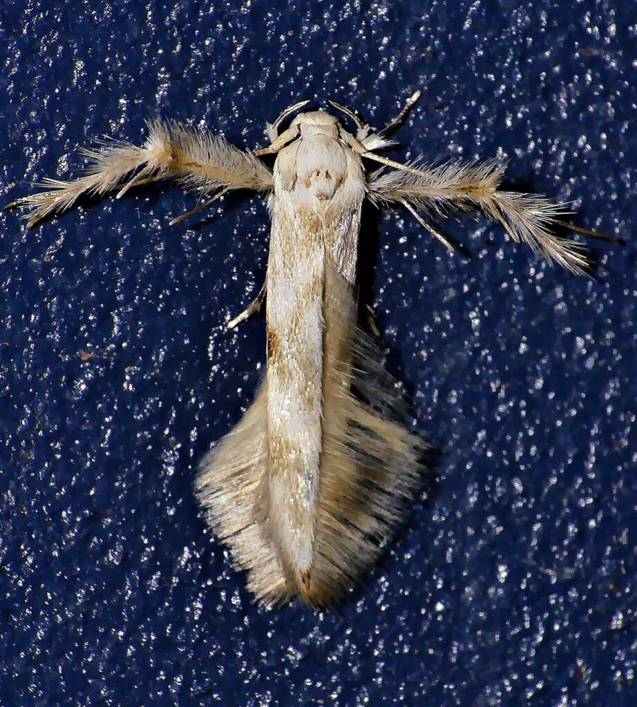 Calicotis crucifera (Leather-leaf Spore-eater), Adelaide Hills SA © Marianne Broug