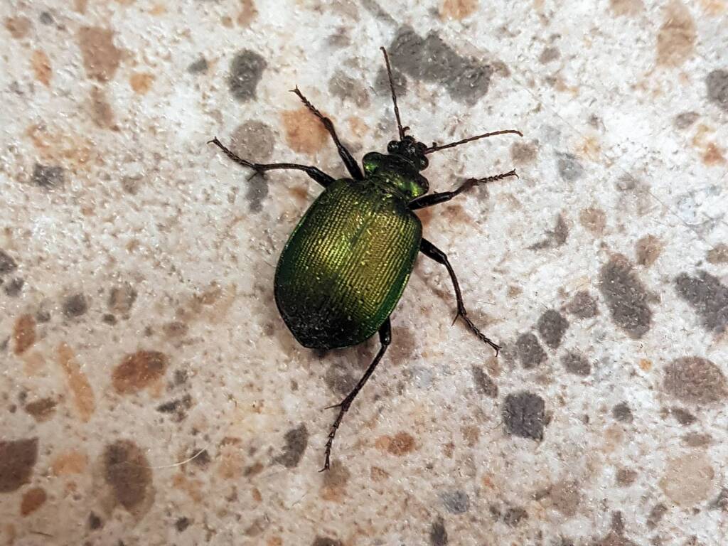 Calosoma schayeri (Green Carab Beetle), Alice Springs NT