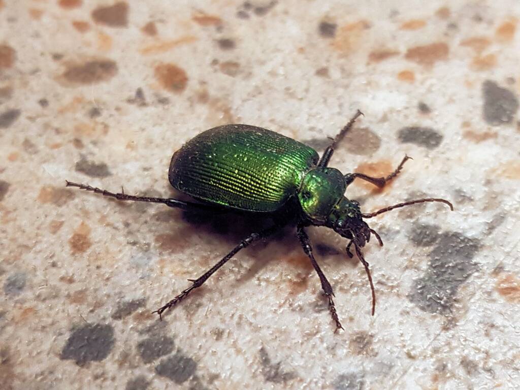 Calosoma schayeri (Green Carab Beetle), Alice Springs NT