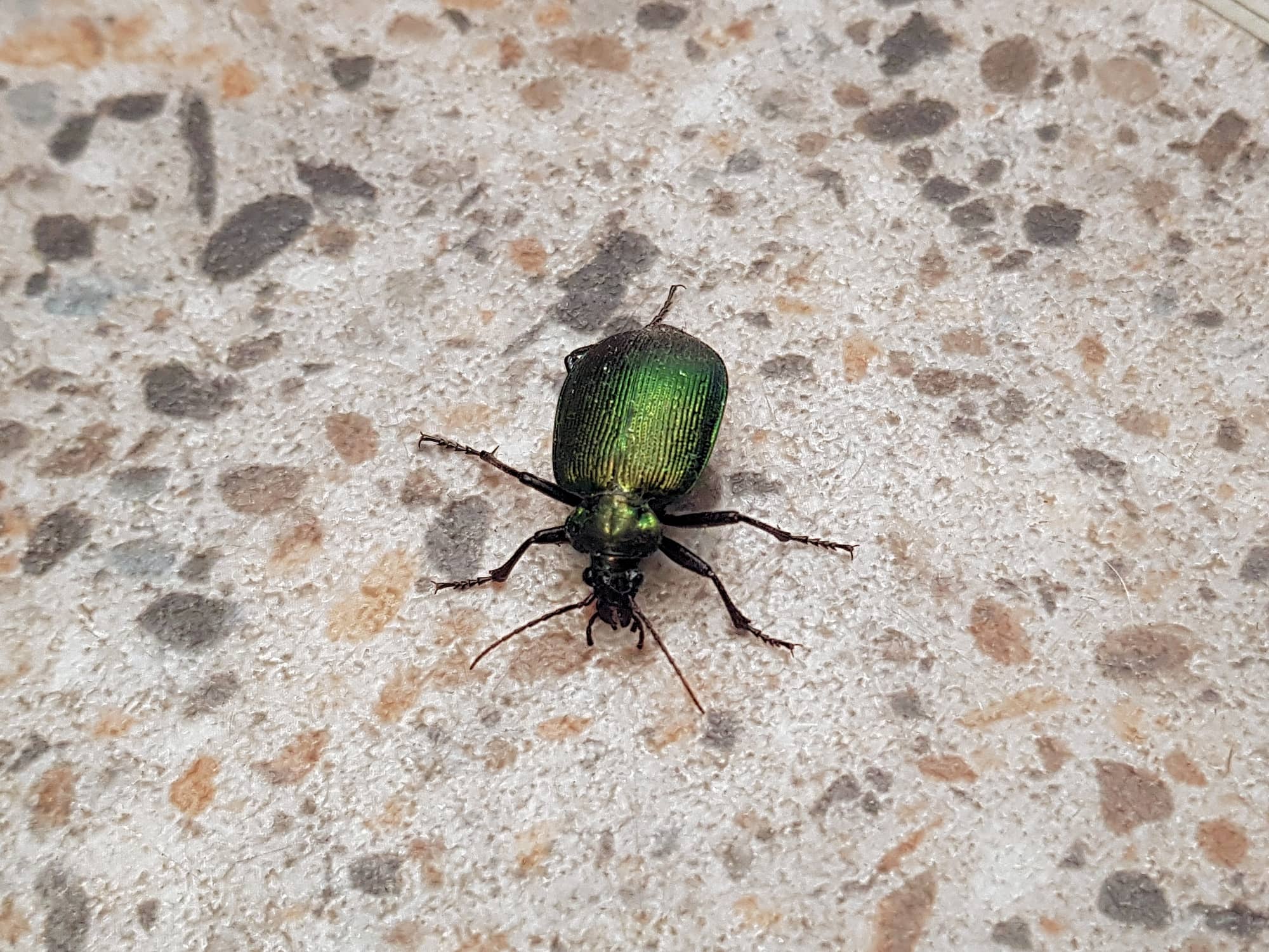 Calosoma schayeri (Green Carab Beetle), Alice Springs NT