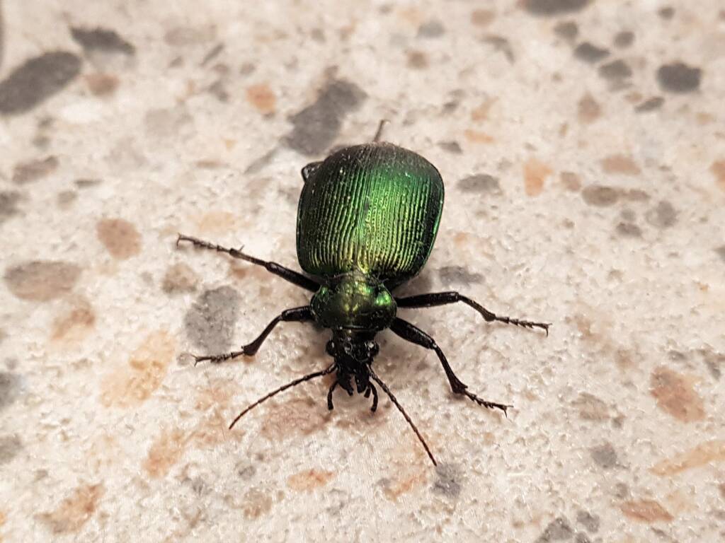 Calosoma schayeri (Green Carab Beetle), Alice Springs NT
