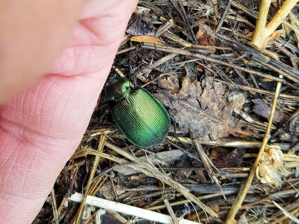 Calosoma schayeri (Green Carab Beetle), Alice Springs NT