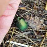 Calosoma schayeri (Green Carab Beetle), Alice Springs NT
