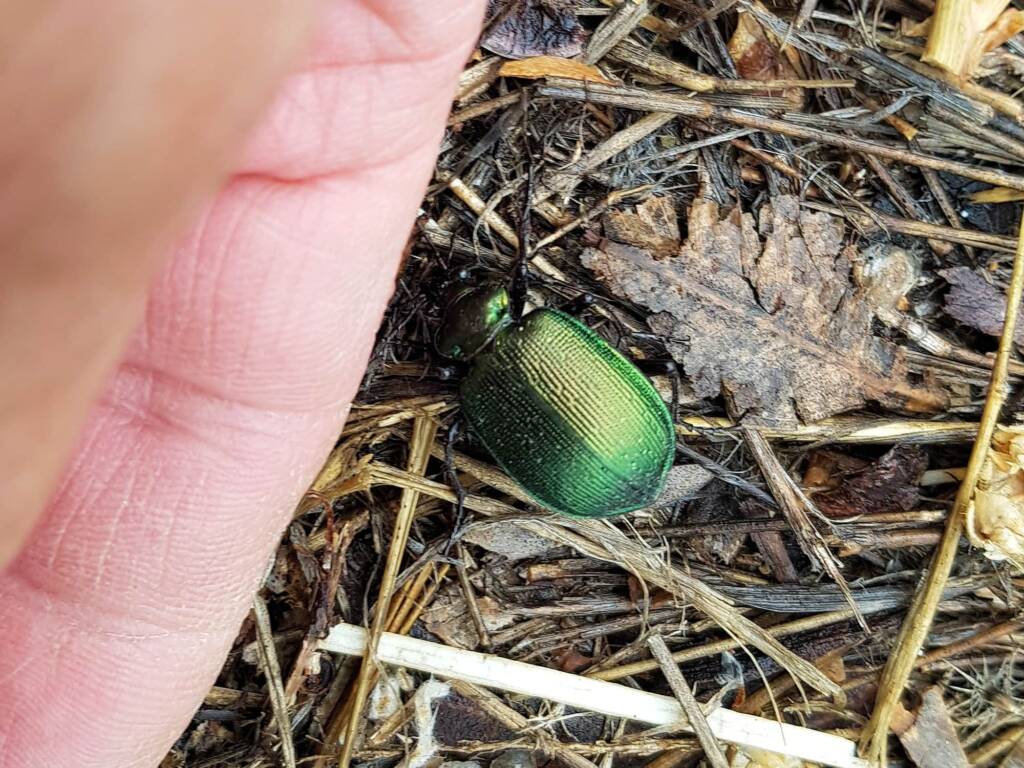 Calosoma schayeri (Green Carab Beetle), Alice Springs NT