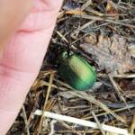 Calosoma schayeri (Green Carab Beetle), Alice Springs NT