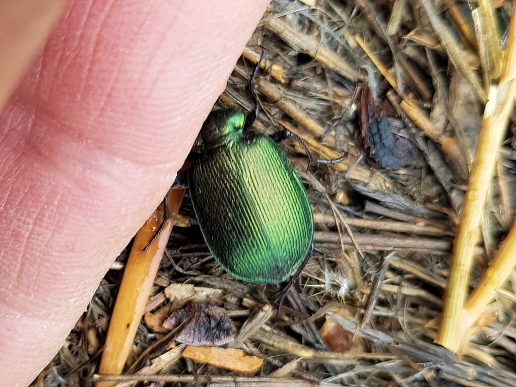 Calosoma schayeri (Green Carab Beetle), Alice Springs NT