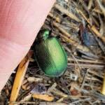 Calosoma schayeri (Green Carab Beetle), Alice Springs NT