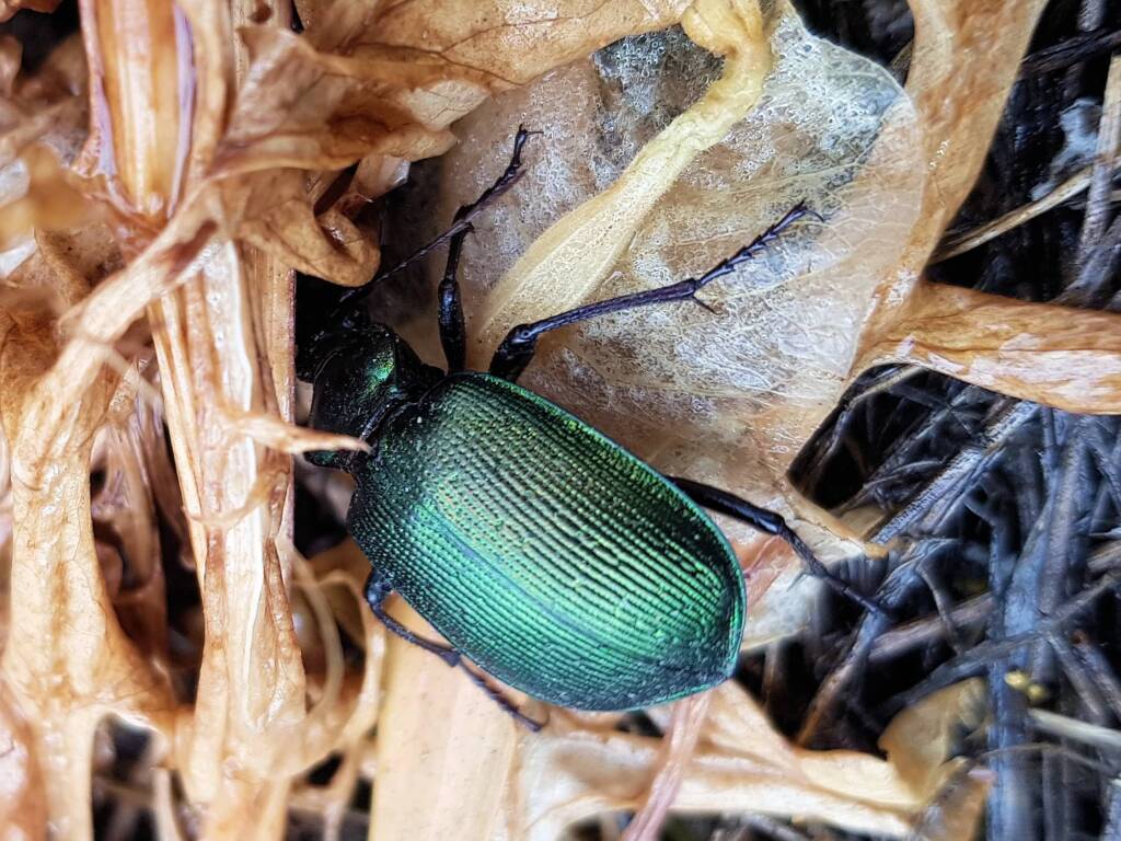 Calosoma schayeri (Green Carab Beetle), Alice Springs NT