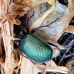 Calosoma schayeri (Green Carab Beetle), Alice Springs NT