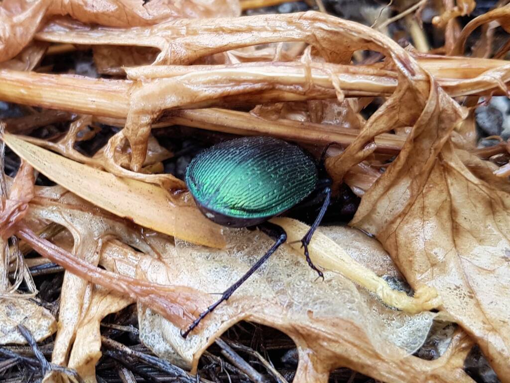 Calosoma schayeri (Green Carab Beetle), Alice Springs NT