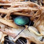 Calosoma schayeri (Green Carab Beetle), Alice Springs NT