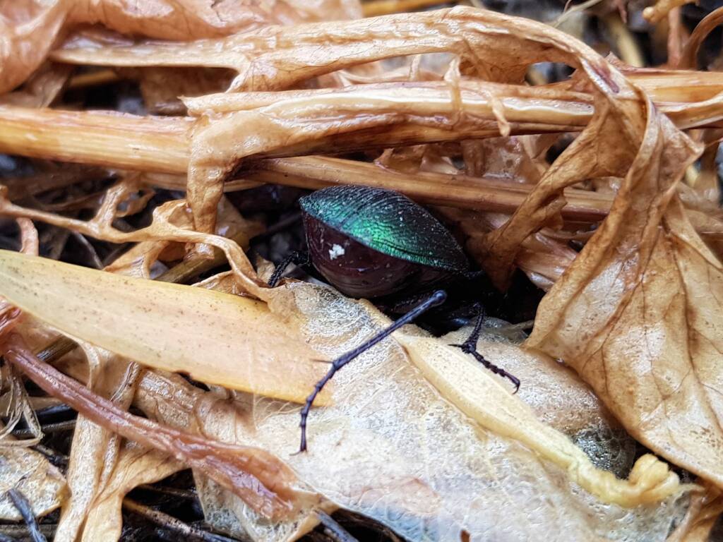 Calosoma schayeri (Green Carab Beetle), Alice Springs NT