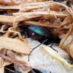 Calosoma schayeri (Green Carab Beetle), Alice Springs NT