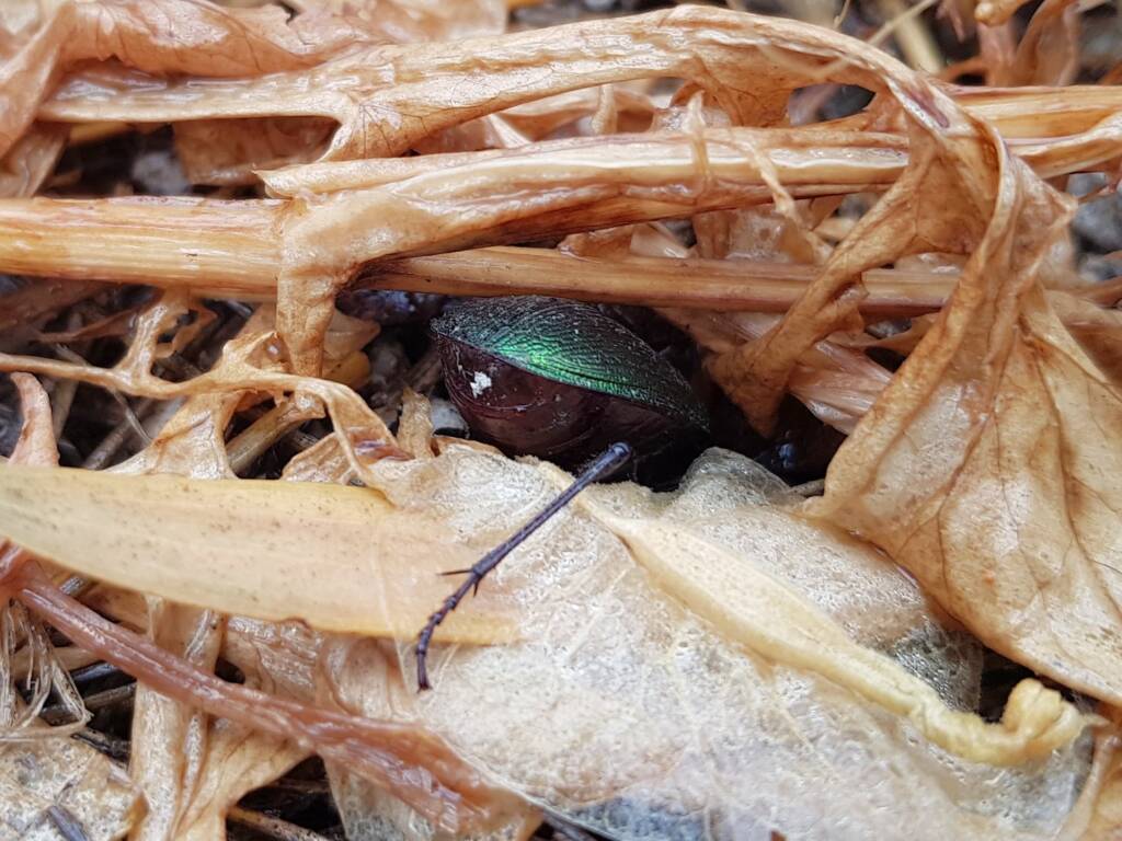 Calosoma schayeri (Green Carab Beetle), Alice Springs NT