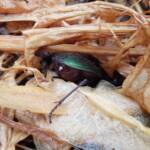 Calosoma schayeri (Green Carab Beetle), Alice Springs NT
