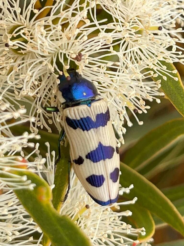 Calotemognatha yarrelli (female), East of Hyde WA © Mark Hanlon