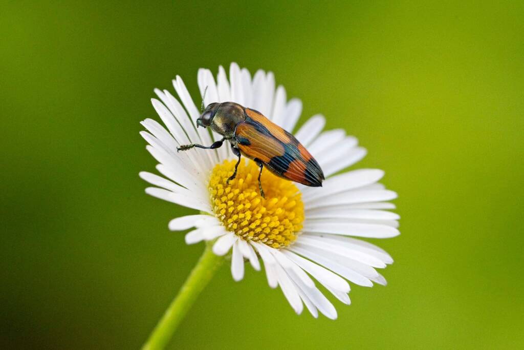 Castiarina aurea, Logan QLD © Hongming Kan