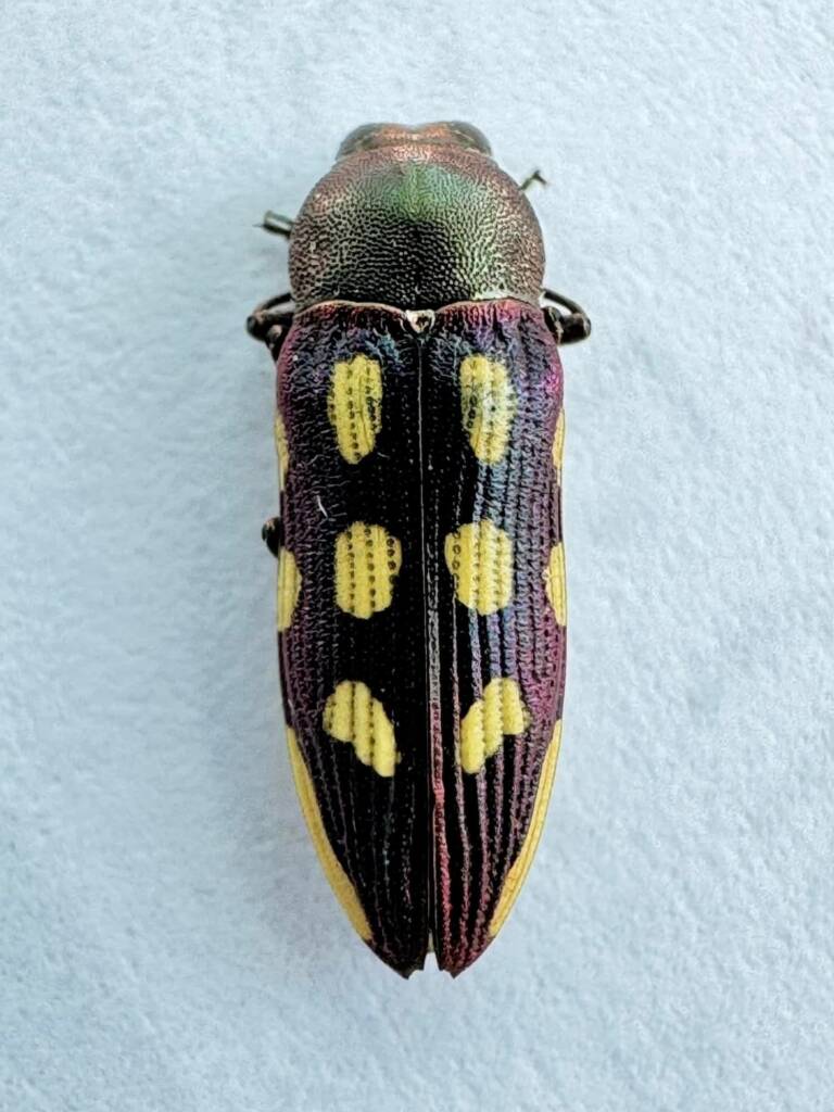 Castiarina balthasari, Piawaning WA © Mark Hanlon