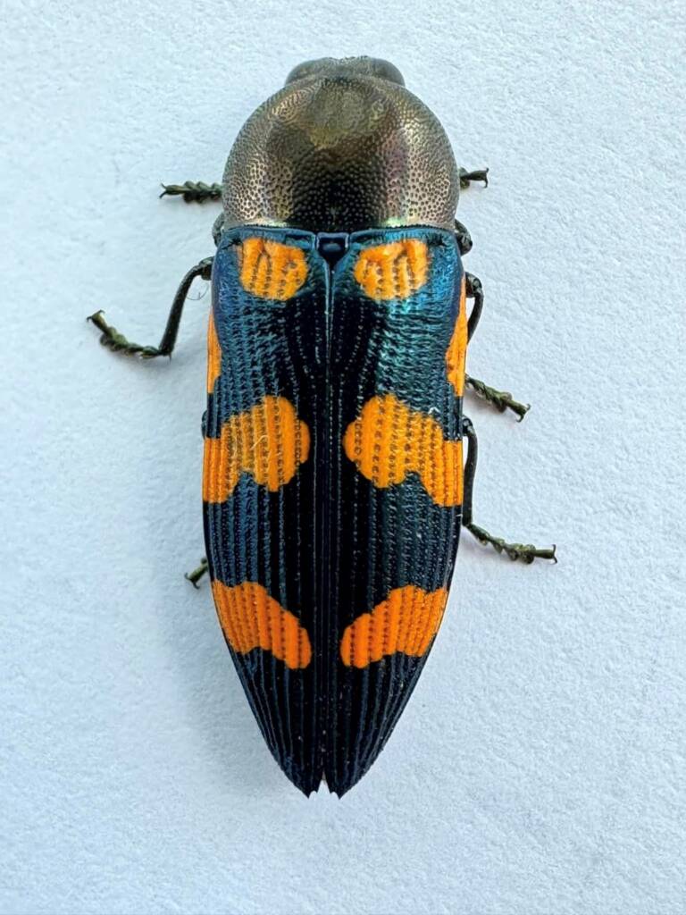 Castiarina browni, Gabyon WA © Mark Hanlon