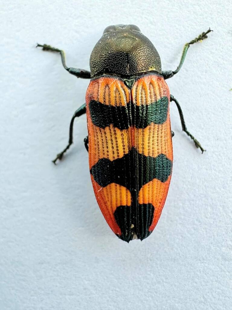 Castiarina chamaelauci, Dongara WA © Mark Hanlon