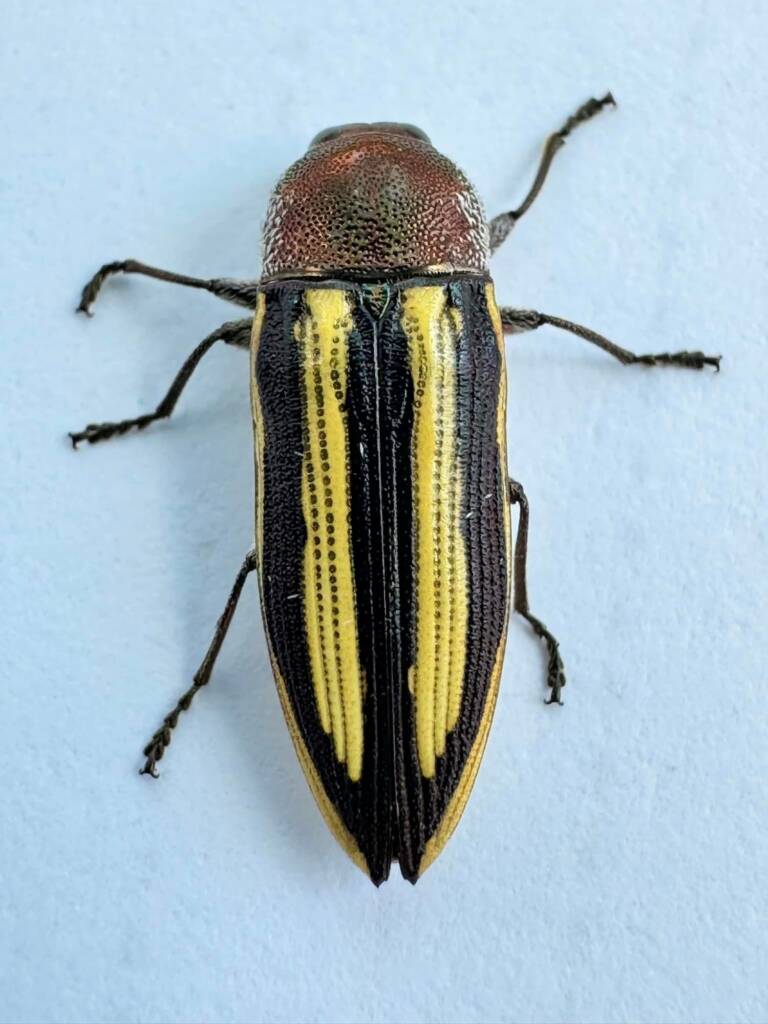 Castiarina charientessa, Badgingarra WA © Mark Hanlon
