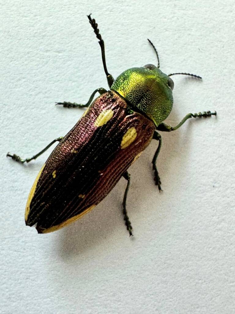 Castiarina chlorota, Badgingarra WA © Mark Hanlon