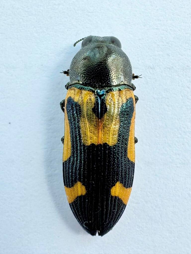Castiarina desideria, Paynes Find WA © Mark Hanlon