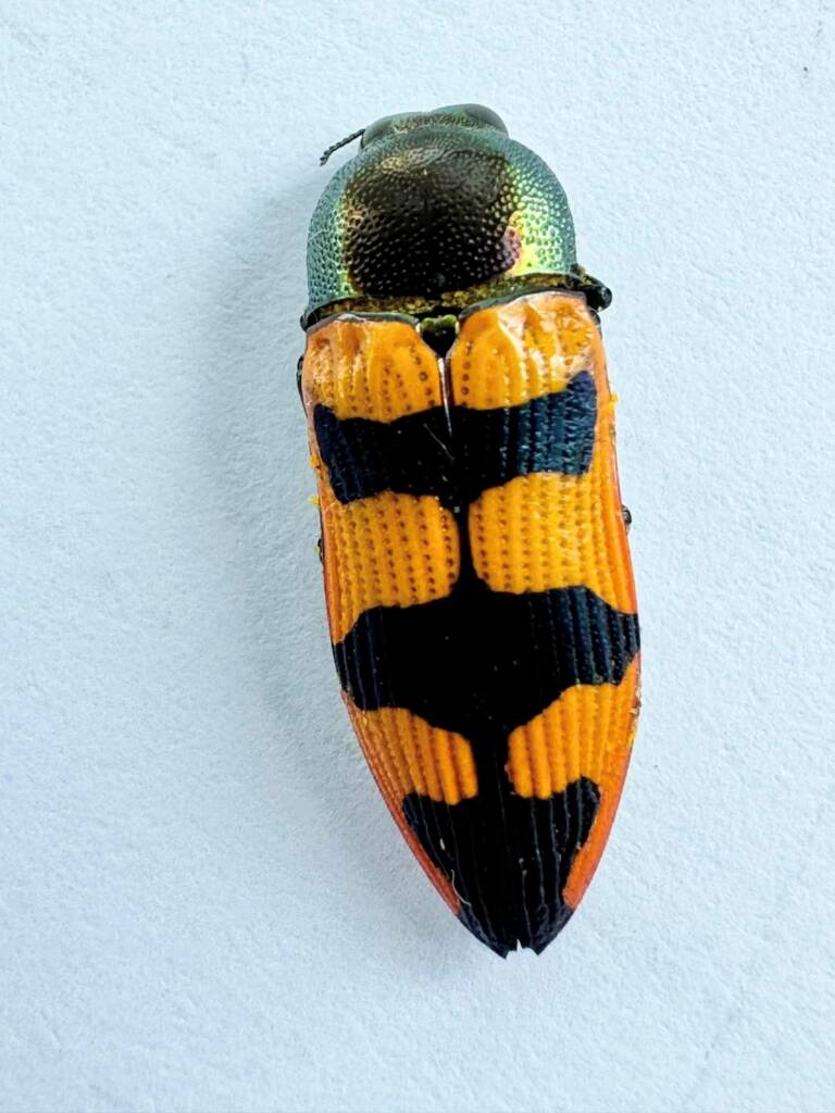 Castiarina distantia, Sandstone WA © Mark Hanlon