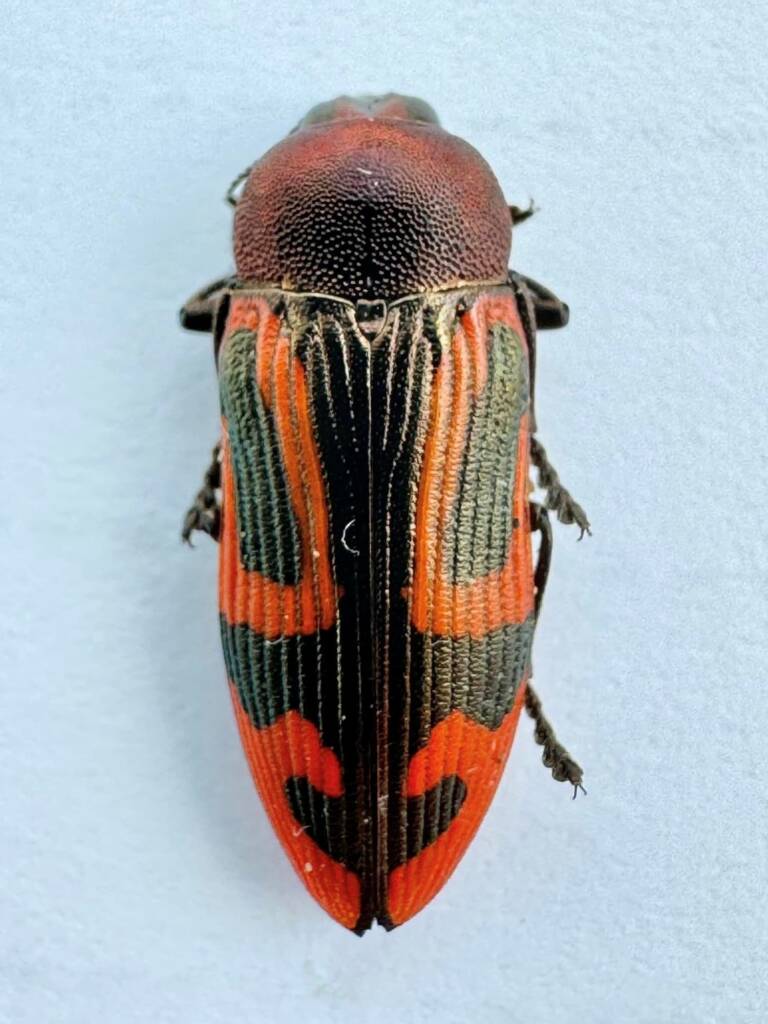 Castiarina ignea, Mt Gibson WA © Mark Hanlon