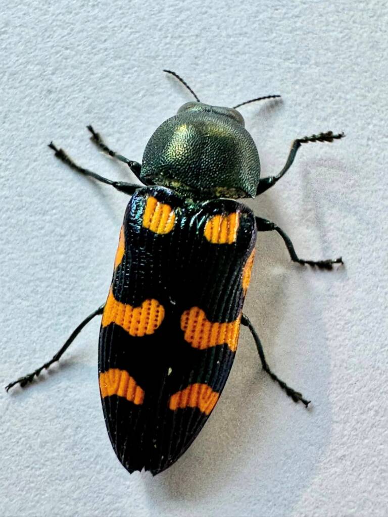 Castiarina laena, Dongara WA © Mark Hanlon