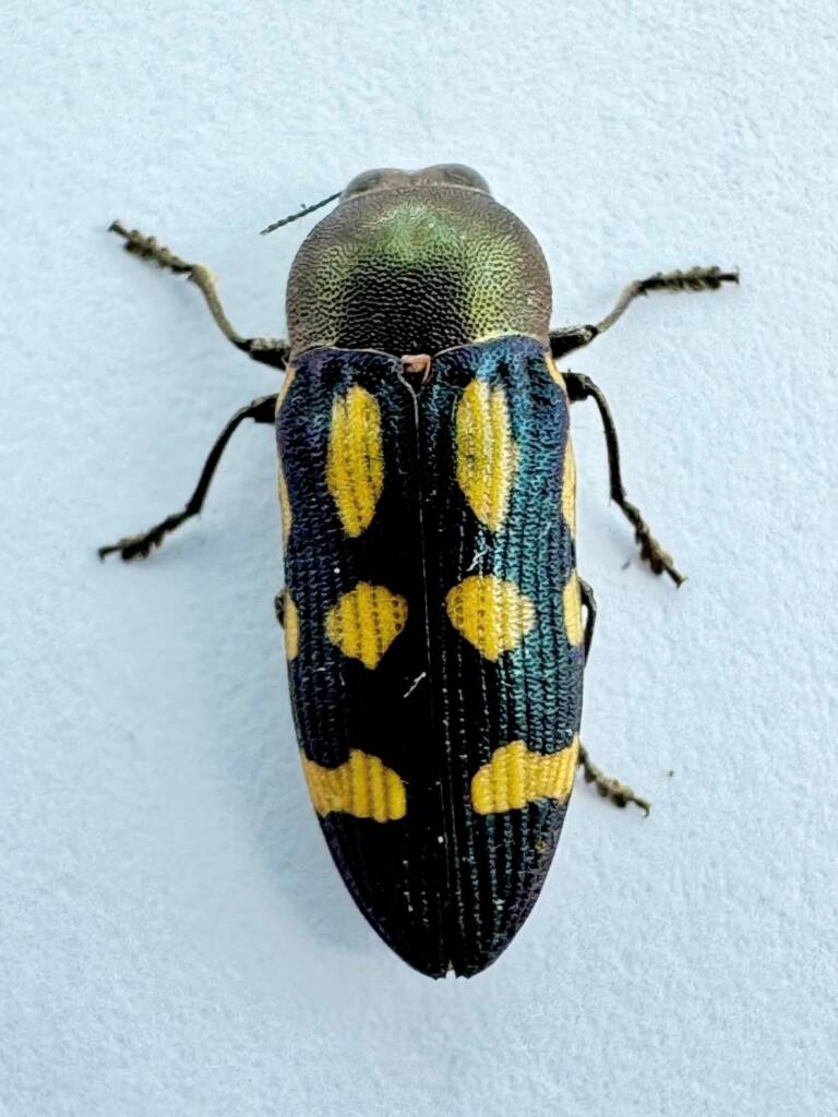 Castiarina mansueta, Piawaning WA © Mark Hanlon