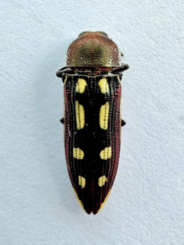 Castiarina nonyma, Piawaning WA © Mark Hanlon