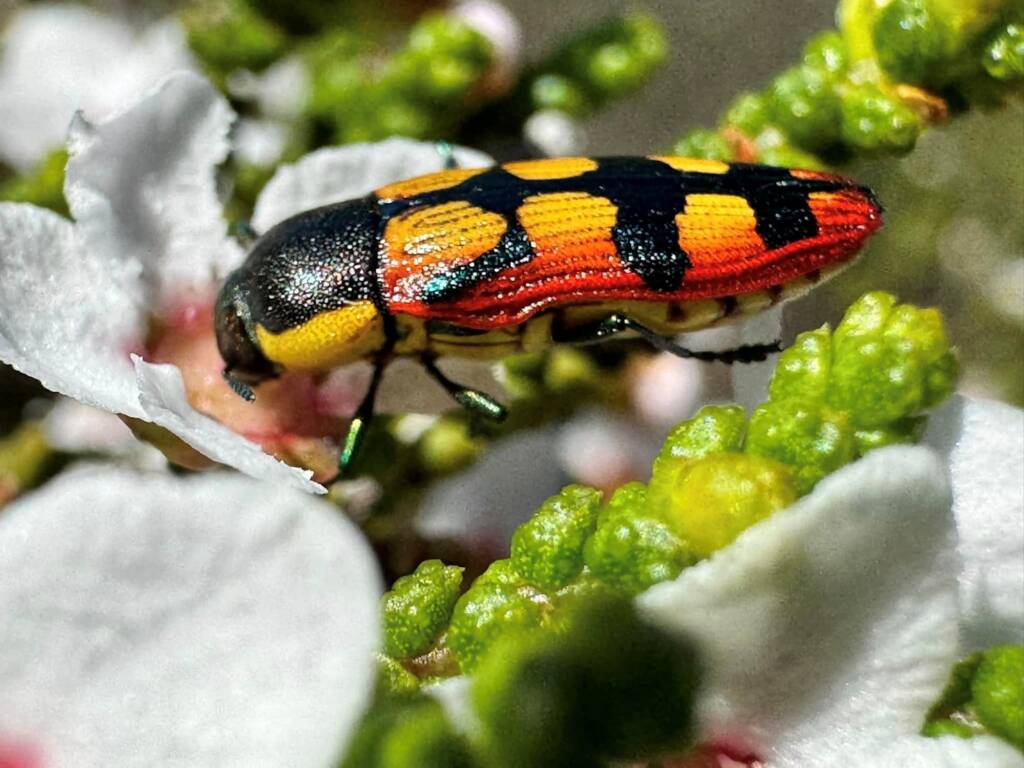 Castiarina pallidiventris, Coolcalaya WA © Mark Hanlon