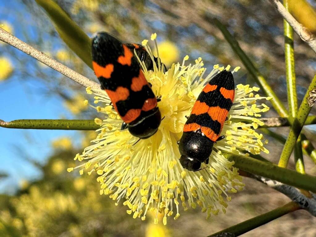Castiarina recta, Mt Gibson WA © Mark Hanlon