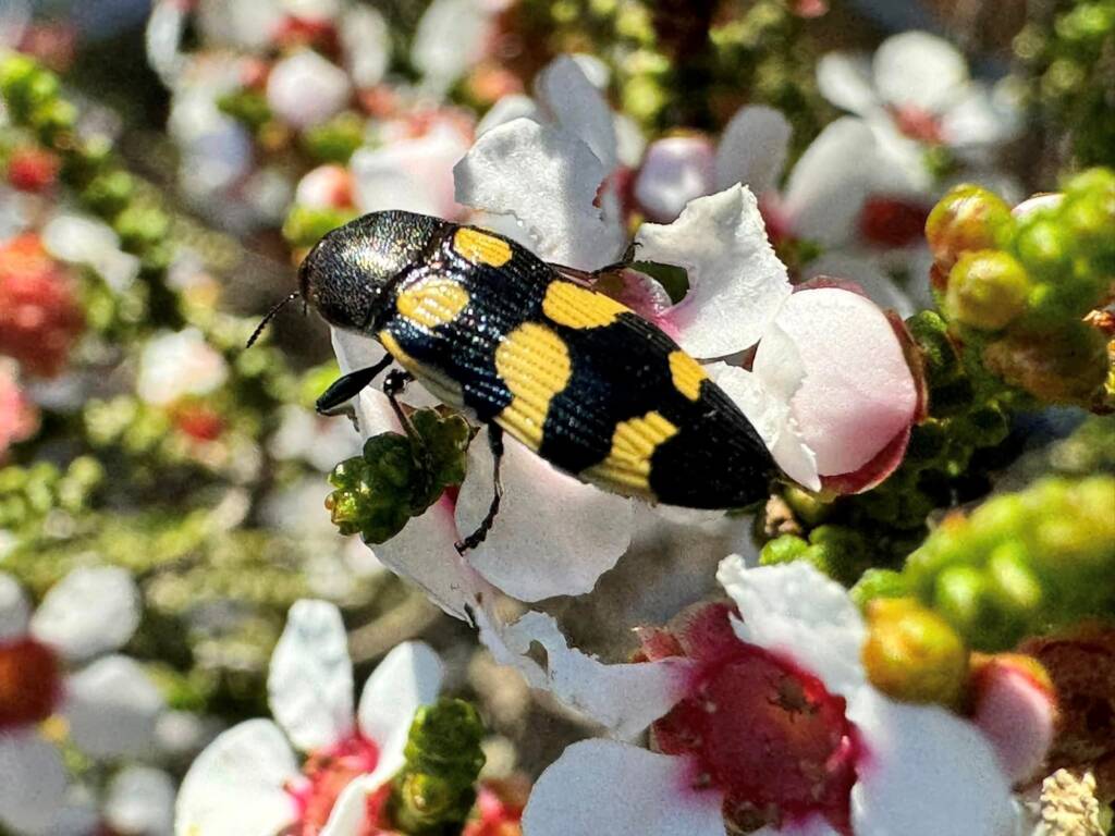 Castiarina subacuticeps, Coolcalaya WA © Mark Hanlon