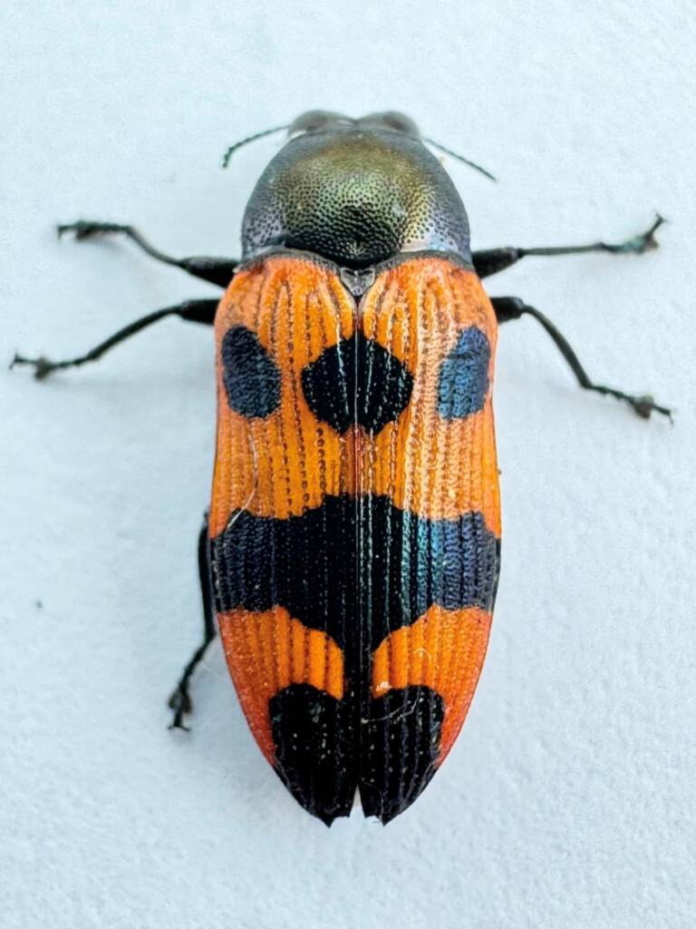 Castiarina vulgaris, Paynes Find WA © Mark Hanlon