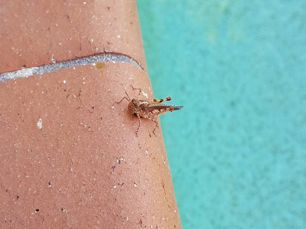 Pycnostictus seriatus (adult female Common Bandwing), Alice Springs NT