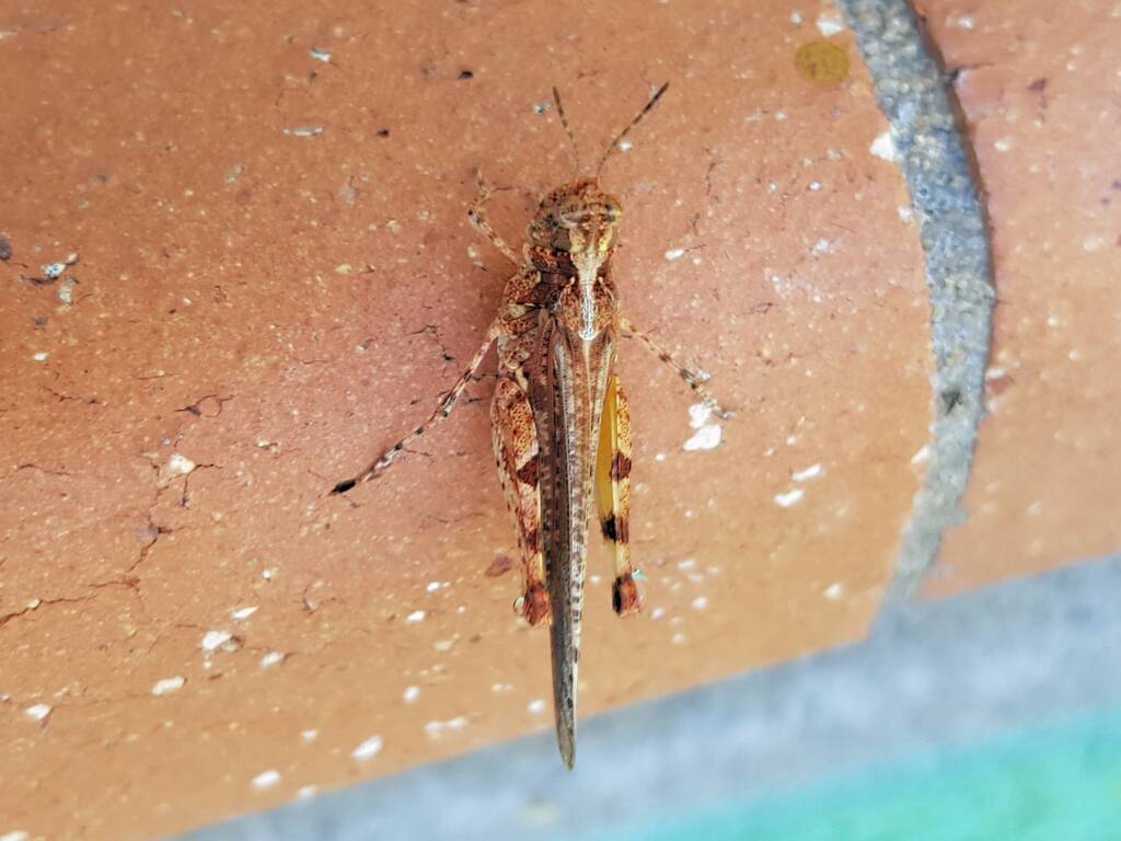 Pycnostictus seriatus (adult female Common Bandwing), Alice Springs NT
