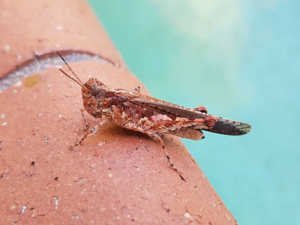 Pycnostictus seriatus (adult female Common Bandwing), Alice Springs NT