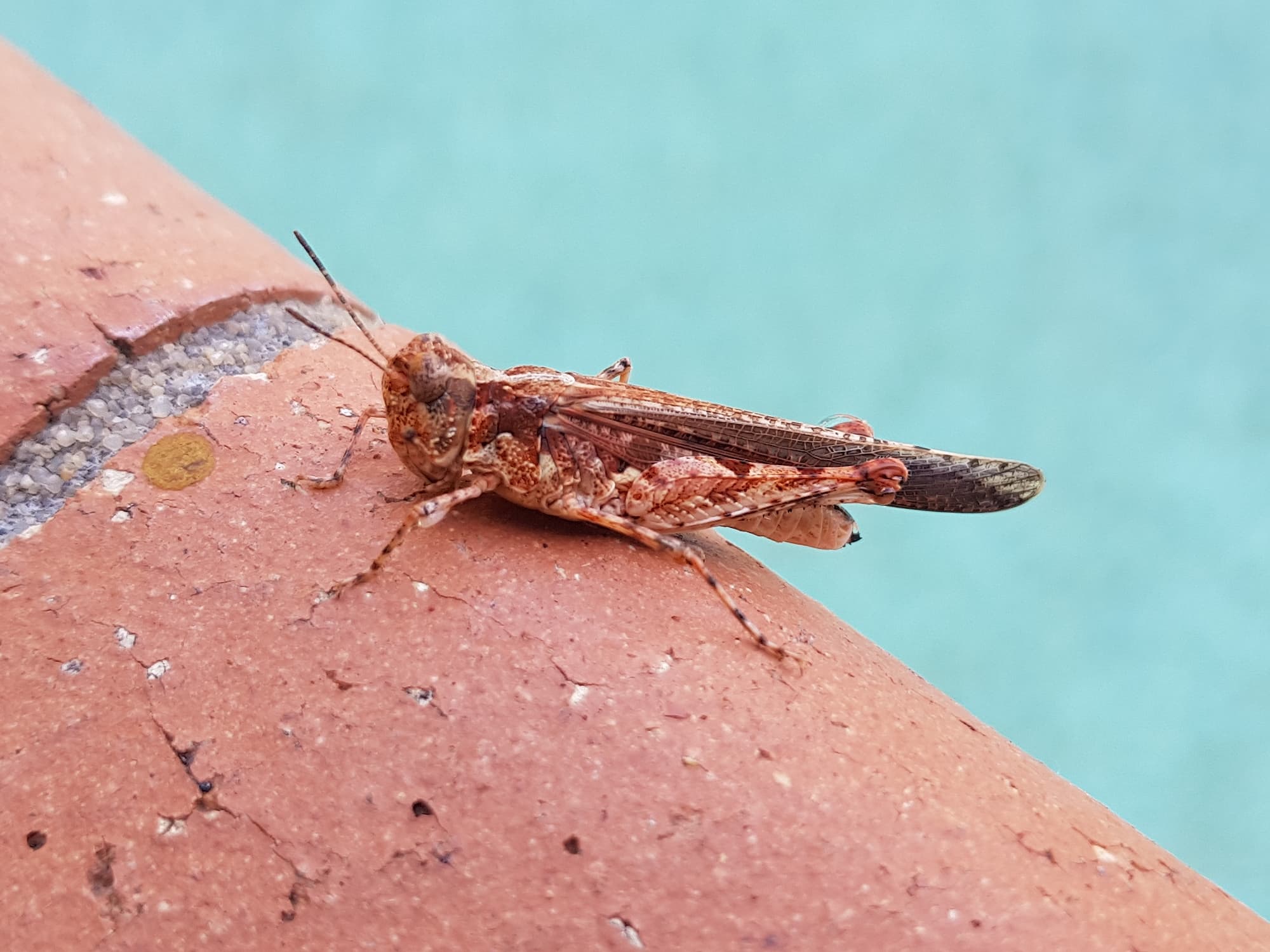 Pycnostictus seriatus (adult female Common Bandwing), Alice Springs NT