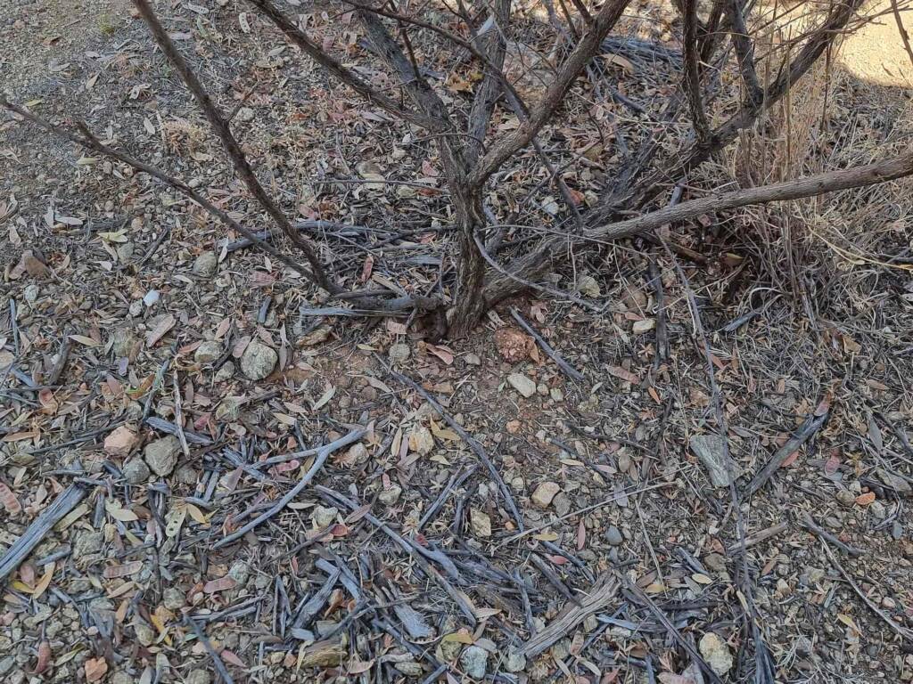 Dasypodia selenophora (Southern Moon Moth), Alice Springs Desert Park NT