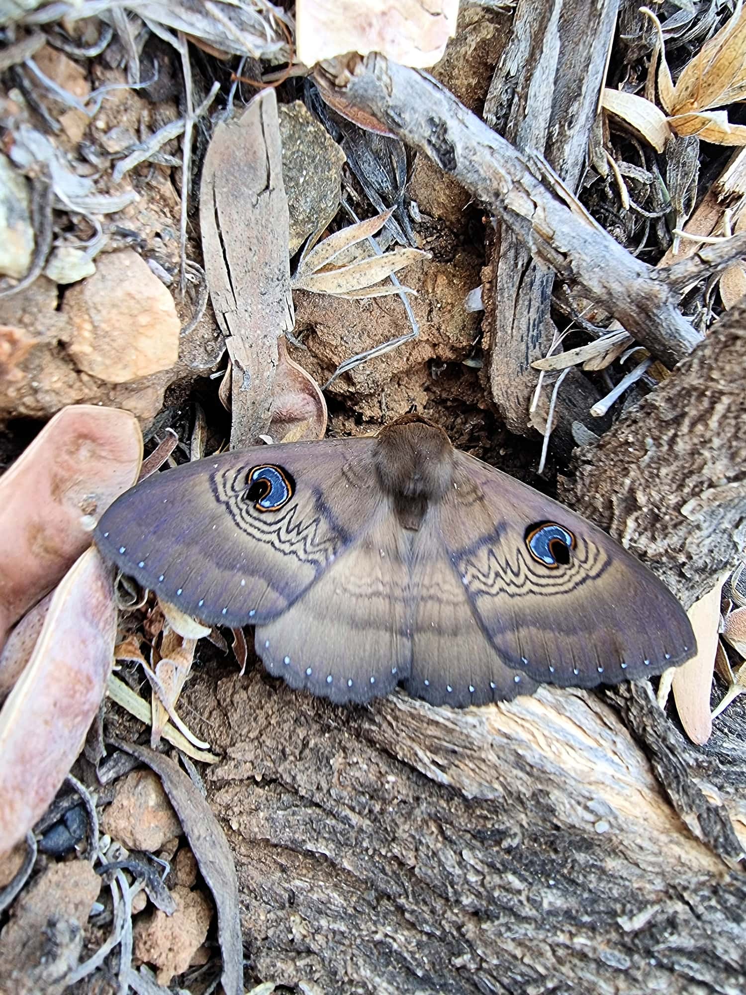 Dasypodia selenophora (Southern Moon Moth), Alice Springs Desert Park NT
