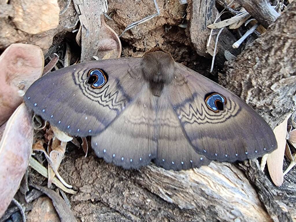 Dasypodia selenophora (Southern Moon Moth), Alice Springs Desert Park NT
