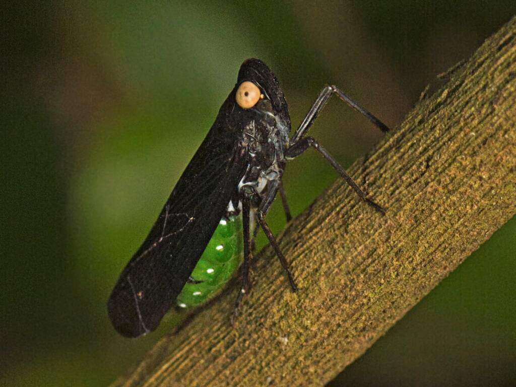 Green and Black Planthopper (Desudaba psittacus), Mount Archer QLD © Tony Eales