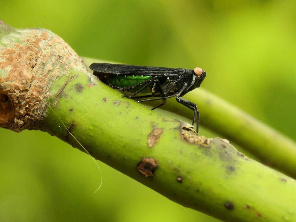 Green and Black Planthopper (Desudaba psittacus), Gold Coast QLD © Stefan Jones