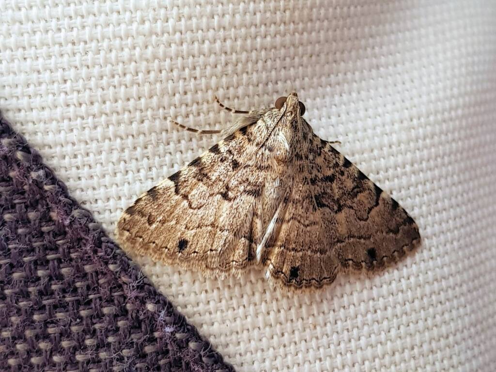 Diatenes gerula (Erebid Moth), Alice Springs NT