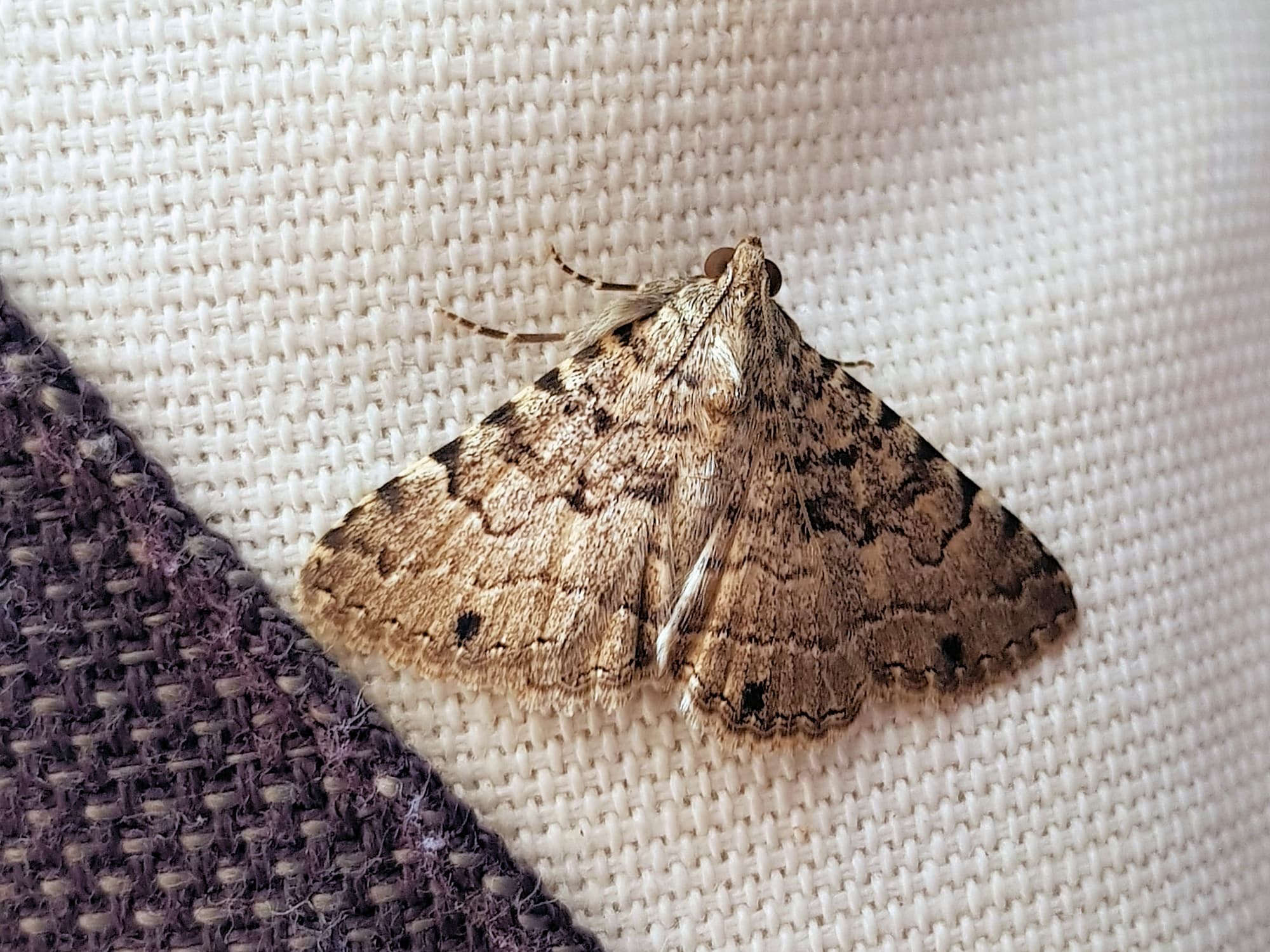 Diatenes gerula (Erebid Moth), Alice Springs NT
